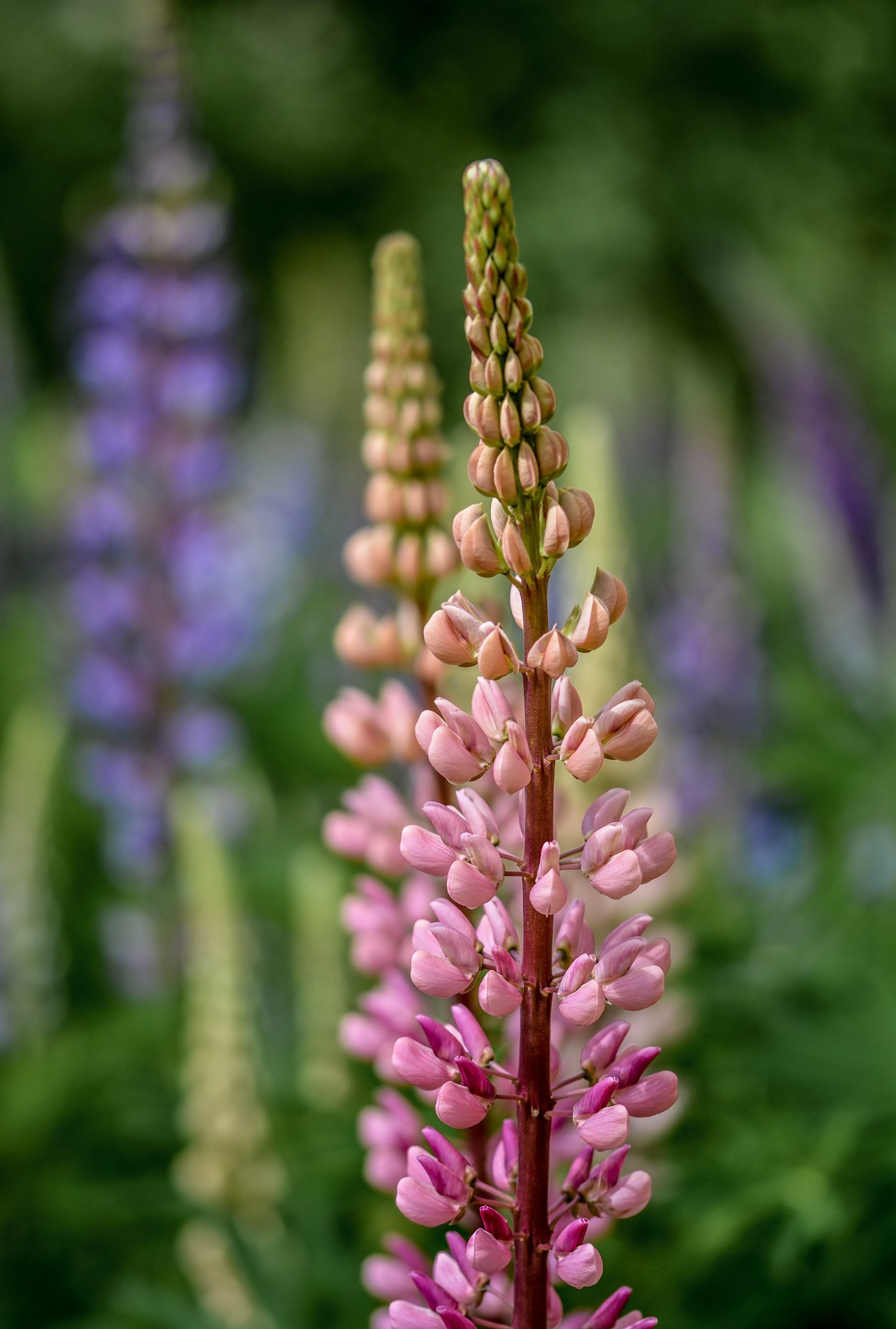 Närbild på rosa lupin.