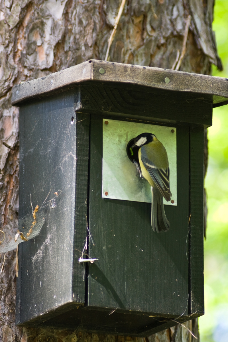 En talgoxe sitter i hålet till en fågelholk med en insektslarv i munnen.