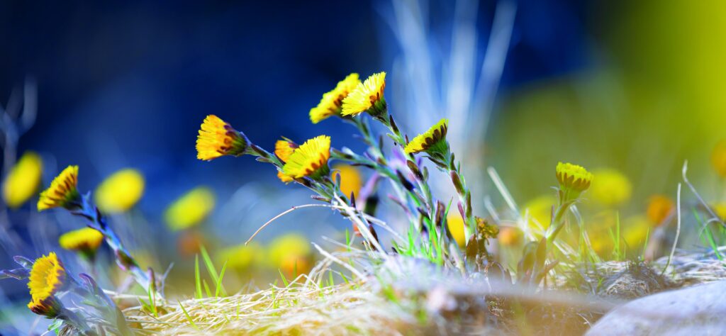 en vårig bild på tussilago