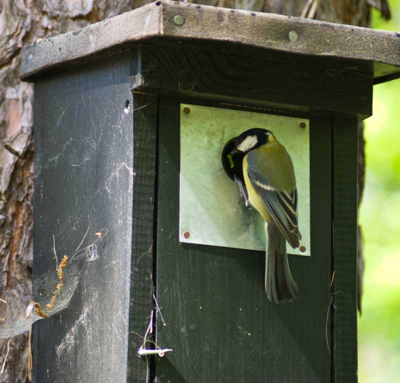 En talgoxe sitter i hålet till en fågelholk med en insektslarv i näbben.