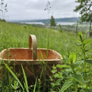 En flätad korg står i högt gräs på Buffils äng.