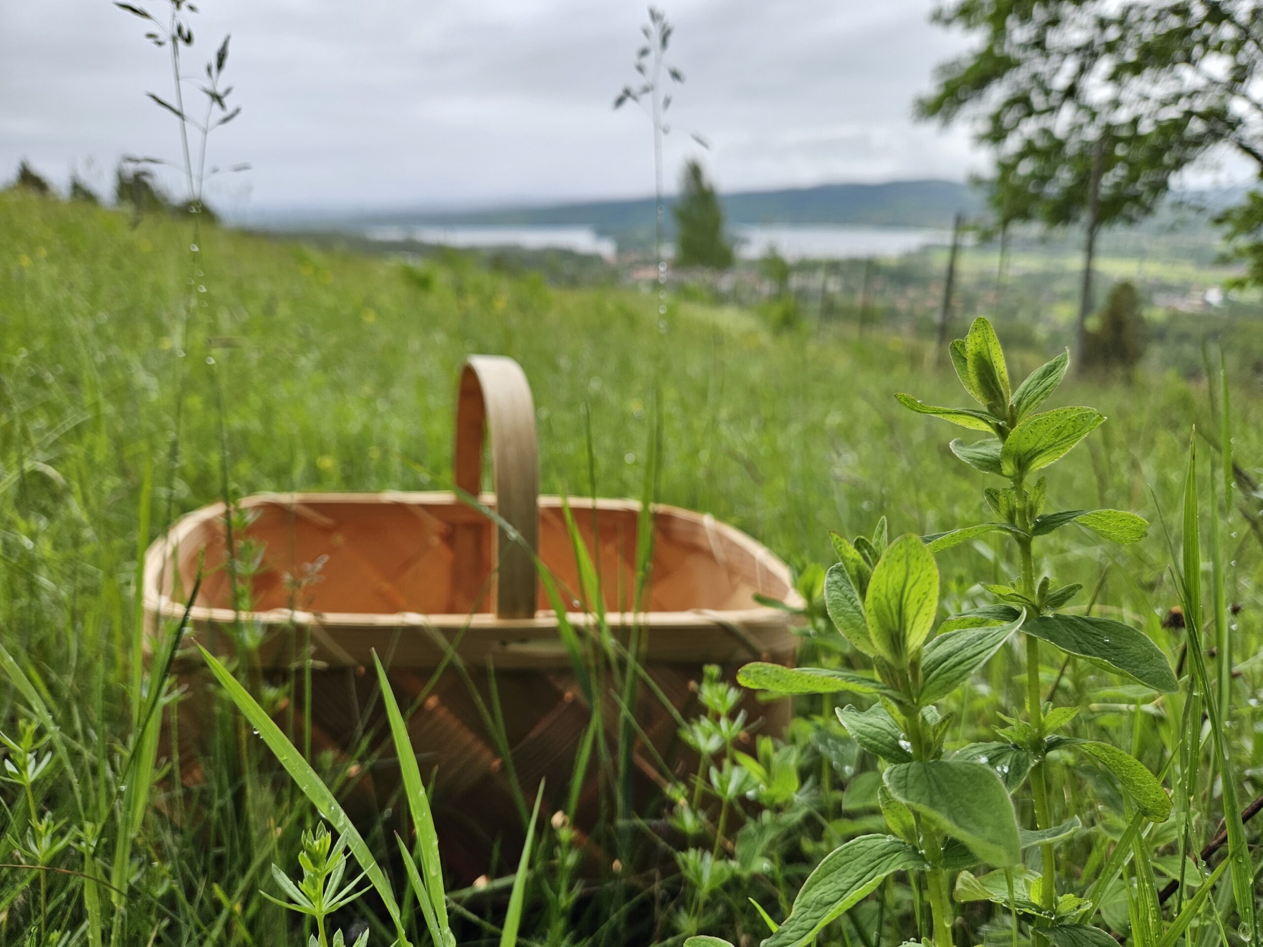 En flätad korg står i högt gräs på Buffils äng.