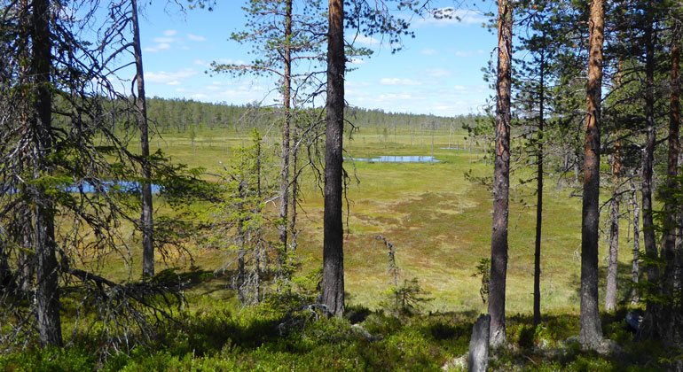 Vy över myrmark med tallar i förgrunden.