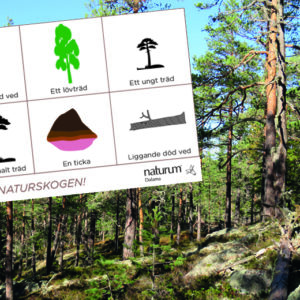 Foto på gamla tallar i en sluttning. Inklippt på bilden finns en bingobricka med siluetter av olika typer av träd, som rubrik står det "Hitta naturskogen!".