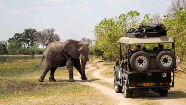 Elefant går framför en jeep i Botswana.