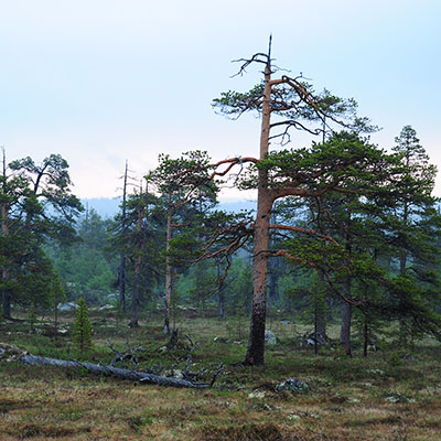 Fjällnära naturskog med gamla knotiga tallar.