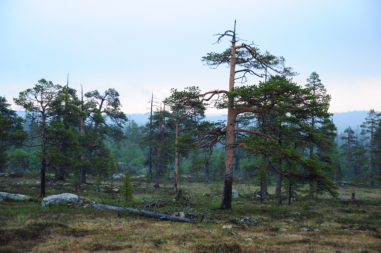 Fjällnära naturskog med gamla knotiga tallar.