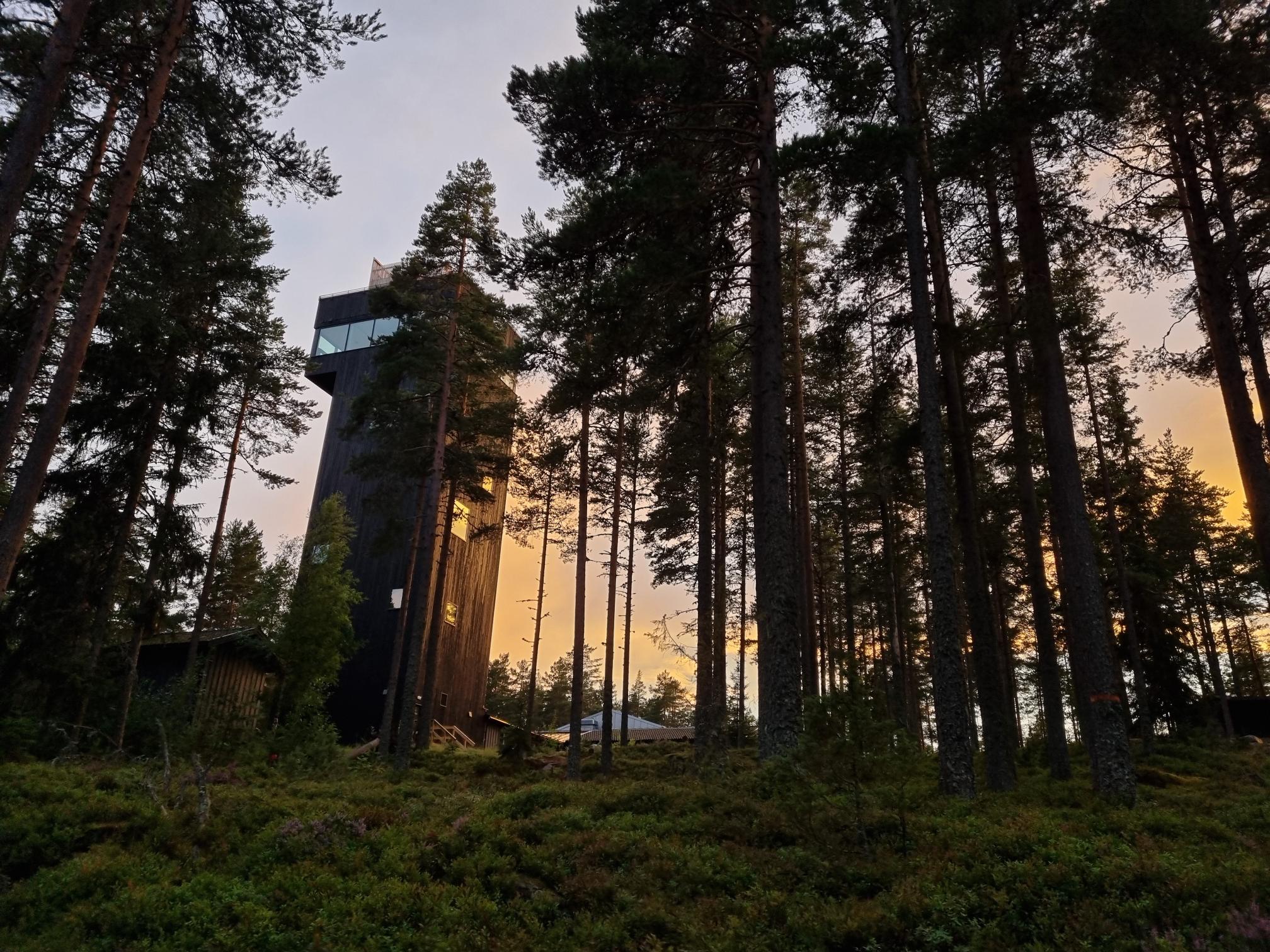 Utsiktstornet och tallarna i skymningen.