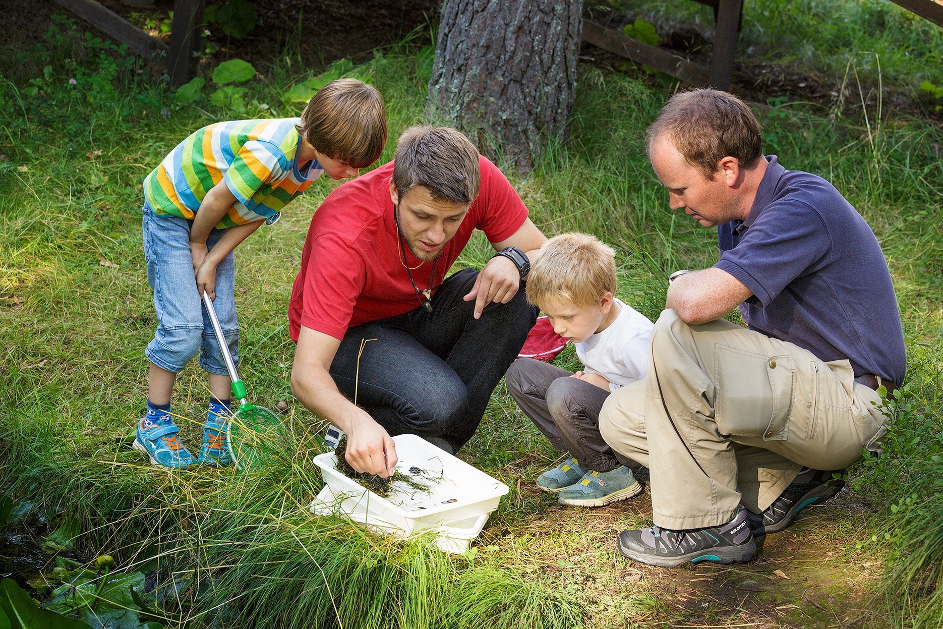 En naturumguide sitter på knä och visar två pojkar och en pappa vattendjur som de håvat upp ur dammen.