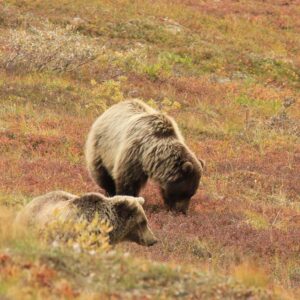 Två björnar letar bär på en fjällsluttning.