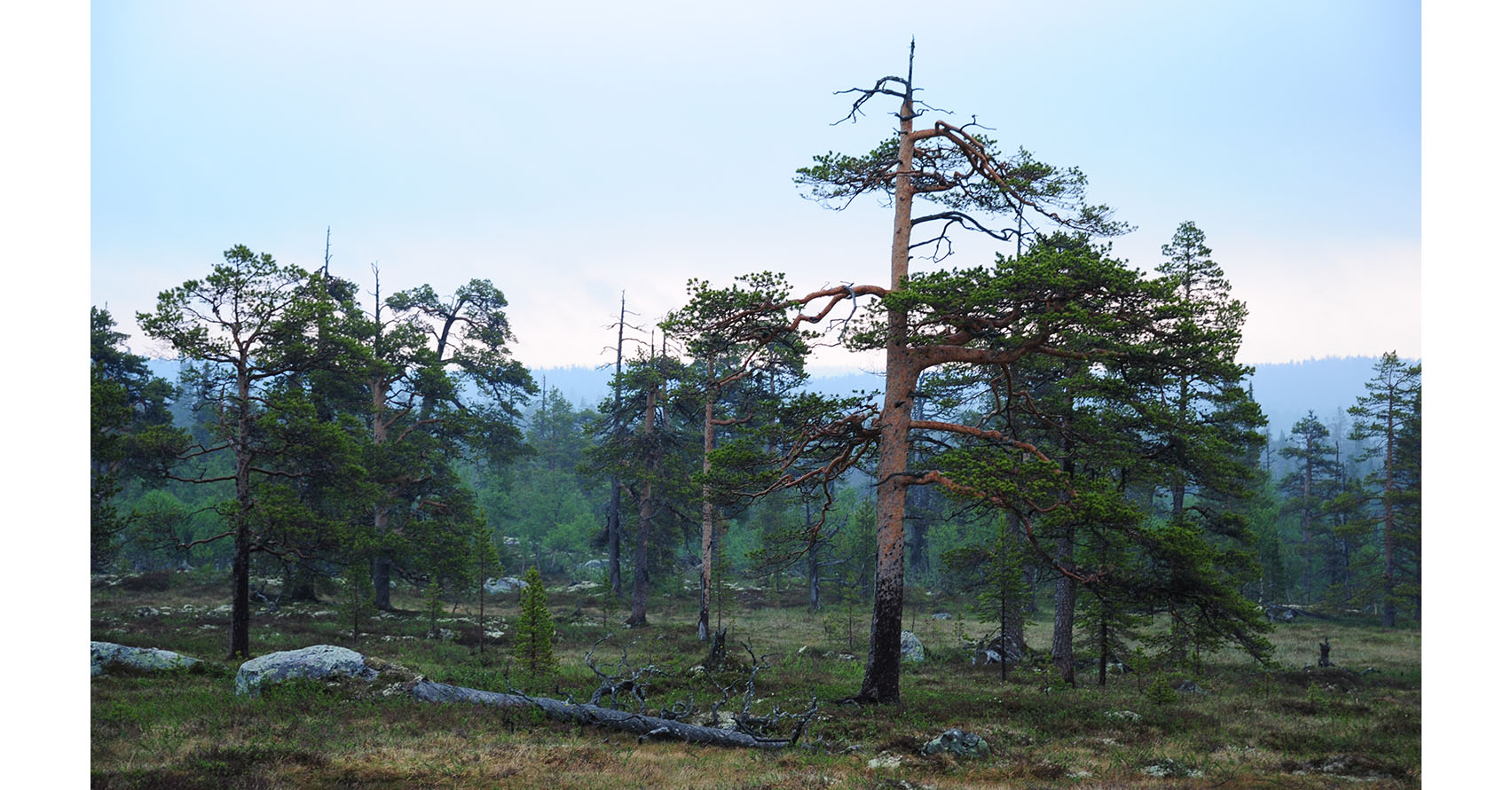 Bild på en fjällnära naturskog med knotiga gamla tallar och lågor.