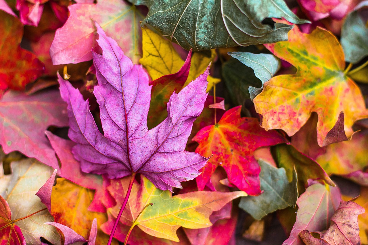 Lönnlöv i färger från gul, orange, grön och cerise.