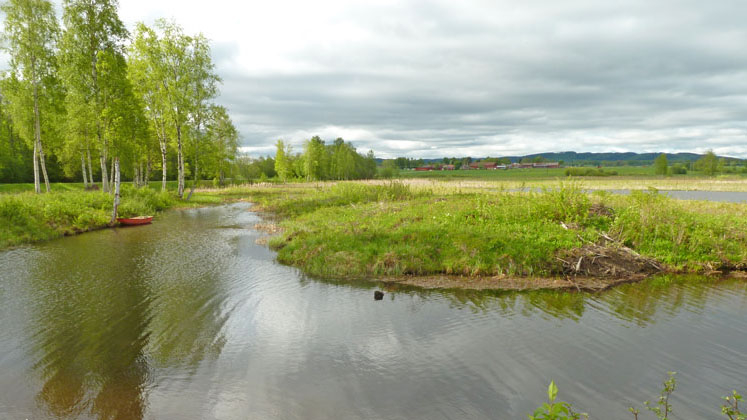 Vatten i Holmsjöarnas naturreservat.