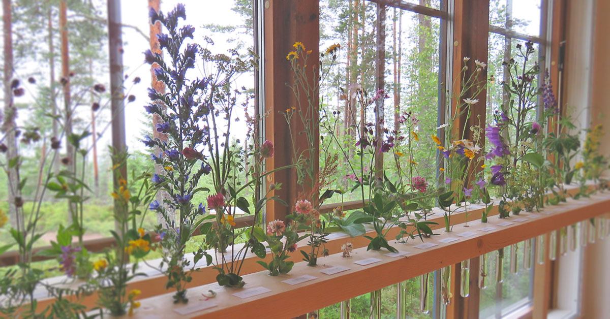 Blomsterutställning med över 80 arter står i en ställning med provrör i glas inne på naturum.