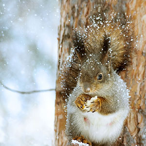 Ekorre sitter i ett träd med snöflingor i pälsen och en matbit i händerna.