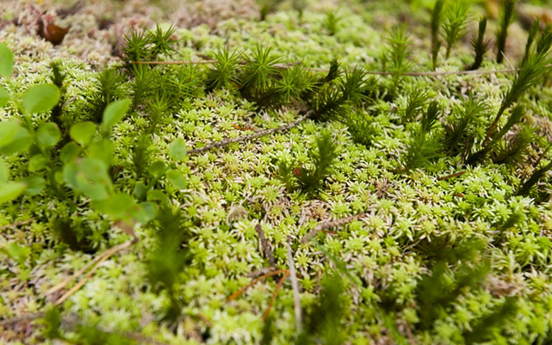 Palmmossa och granvitmossa.