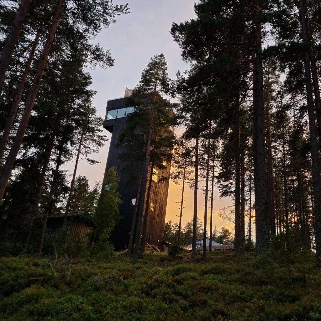 Utsiktstornet och tallarna i skymningen.