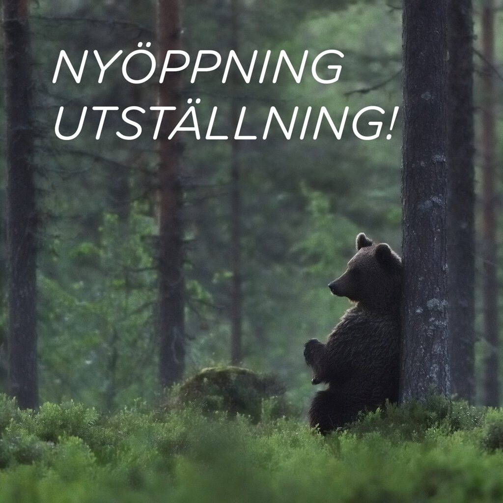 En björn kliar ryggen mot en tall i en skog med mycket blåbärsris.