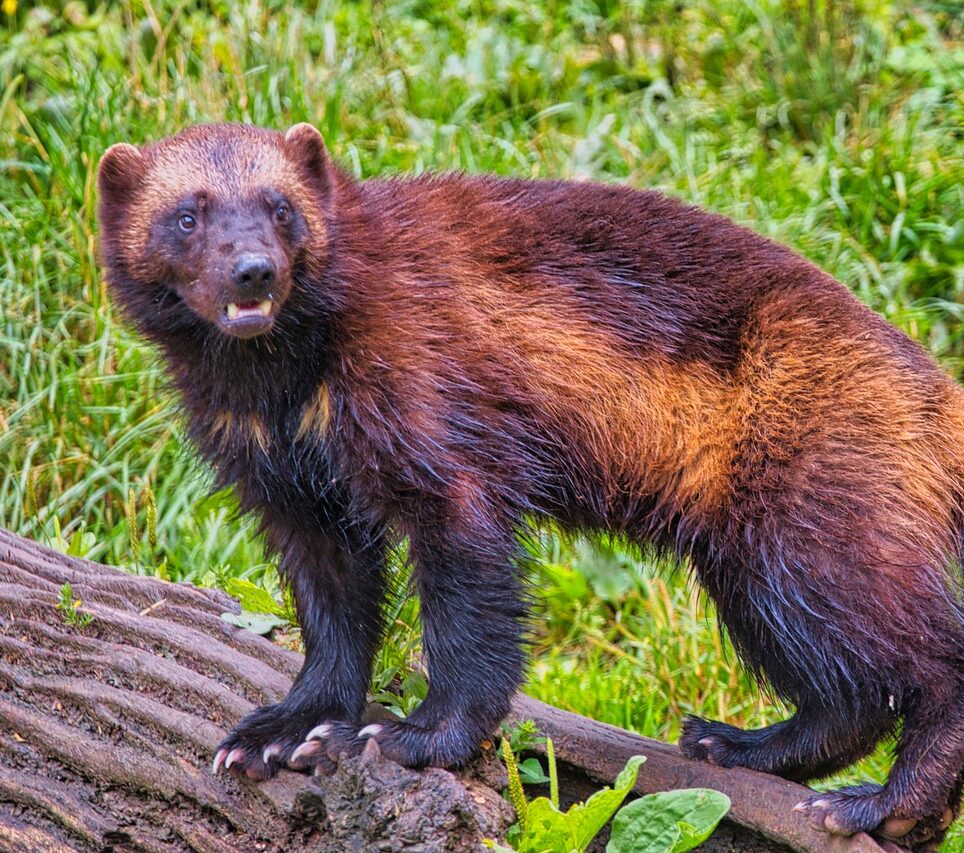 En järv på en trästock.