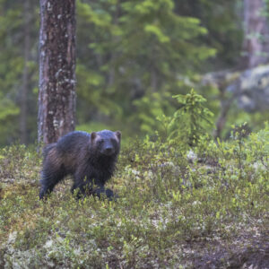 En järv går i en tallskog bland ljung och renlav.