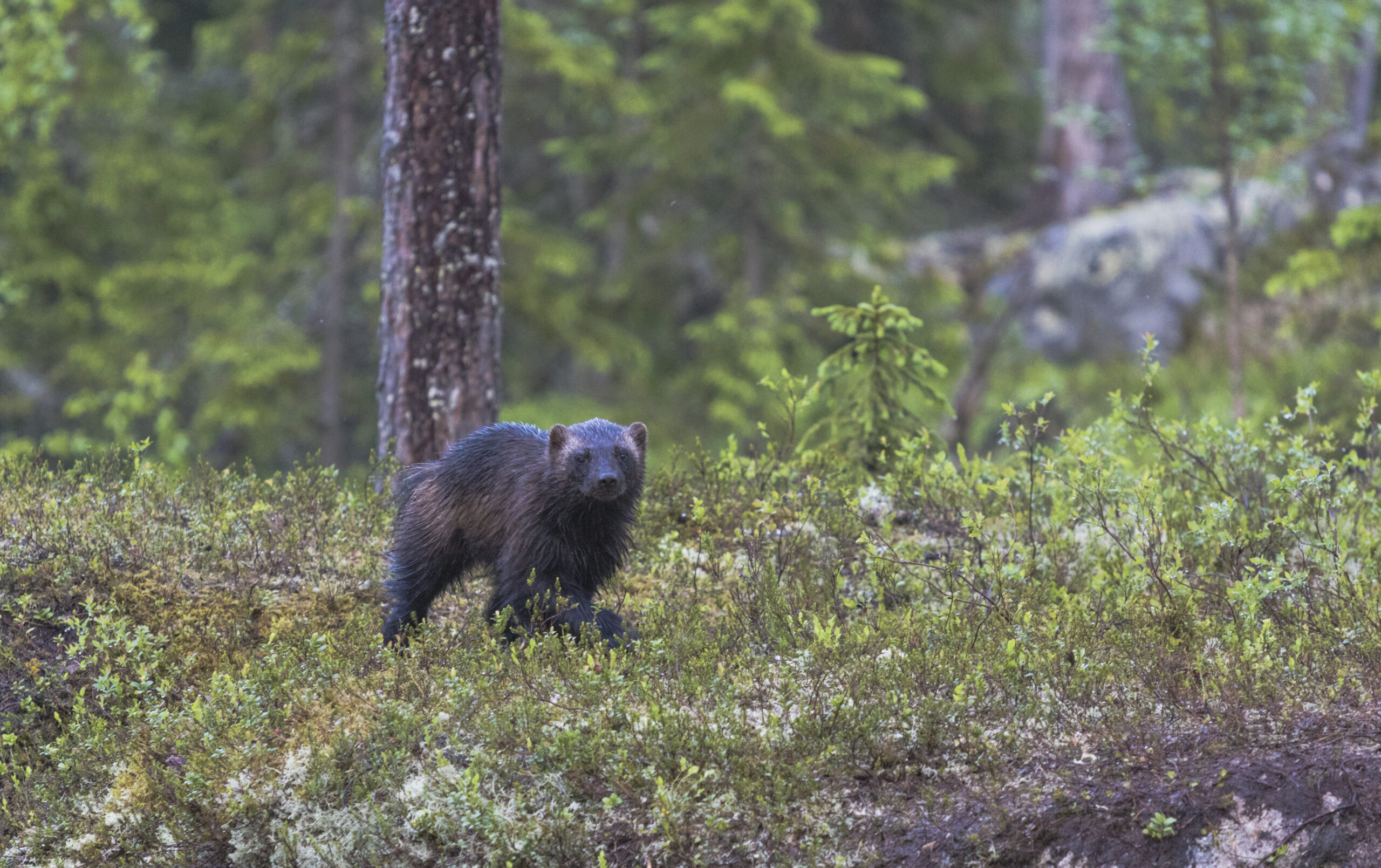 En järv går i en tallskog bland ljung och renlav.